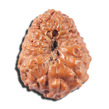 Load image into Gallery viewer, 14 mukhi Indonesian Rudraksha - Bead No. 352