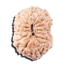 Load image into Gallery viewer, 14 mukhi Indonesian Rudraksha - Bead No. 357