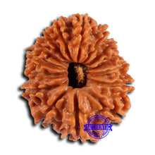 Load image into Gallery viewer, 15 Mukhi Rudraksha from Nepal - Bead No. 75