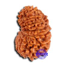 Load image into Gallery viewer, 15 Mukhi Rudraksha from Nepal - Bead No. 75