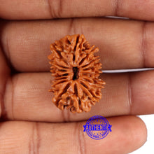 Load image into Gallery viewer, 15 Mukhi Rudraksha from Nepal - Bead No. 76