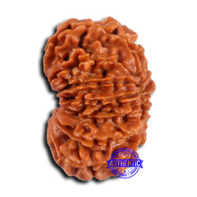 Load image into Gallery viewer, 15 Mukhi Rudraksha from Nepal - Bead No. 76