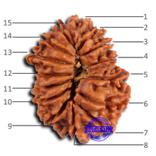Load image into Gallery viewer, 15 Mukhi Rudraksha from Nepal - Bead No. 77