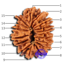 Load image into Gallery viewer, 15 Mukhi Rudraksha from Nepal - Bead No. 78