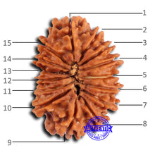 Load image into Gallery viewer, 15 Mukhi Rudraksha from Nepal - Bead No. 80