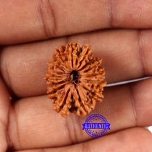 Load image into Gallery viewer, 15 Mukhi Rudraksha from Nepal - Bead No. 81