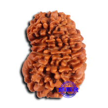 Load image into Gallery viewer, 15 Mukhi Rudraksha from Nepal - Bead No. 81