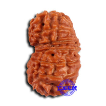 Load image into Gallery viewer, 15 Mukhi Rudraksha from Nepal - Bead No. 82
