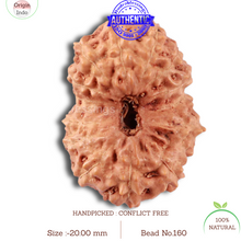 Load image into Gallery viewer, 14 mukhi Indonesian Rudraksha - Bead No. 160