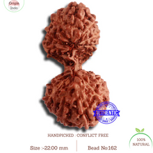 Load image into Gallery viewer, 17 Mukhi Gaurishankar Rudraksha from Indonesia - Bead No. 162
