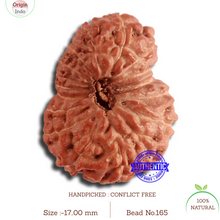 Load image into Gallery viewer, 17 Mukhi Rudraksha from Indonesia - Bead No. 165