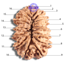 Load image into Gallery viewer, 16 Mukhi Rudraksha from Nepal - Bead No. 127