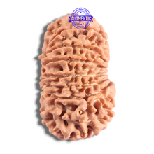 Load image into Gallery viewer, 16 Mukhi Rudraksha from Nepal - Bead No. 128