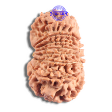 Load image into Gallery viewer, 16 Mukhi Rudraksha from Nepal - Bead No. 128
