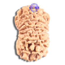 Load image into Gallery viewer, 16 Mukhi Rudraksha from Nepal - Bead No. 129