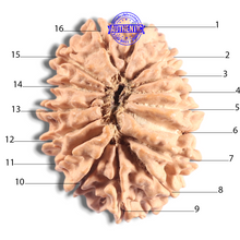 Load image into Gallery viewer, 16 Mukhi Rudraksha from Nepal - Bead No. 130
