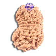 Load image into Gallery viewer, 16 Mukhi Rudraksha from Nepal - Bead No. 131