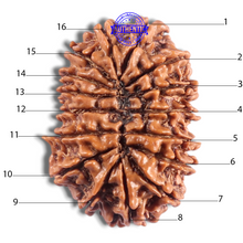 Load image into Gallery viewer, 16 Mukhi Rudraksha from Nepal - Bead No. 133