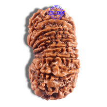 Load image into Gallery viewer, 16 Mukhi Rudraksha from Nepal - Bead No. 133