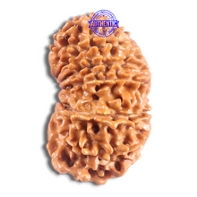 Load image into Gallery viewer, 16 Mukhi Rudraksha from Nepal - Bead No. 134