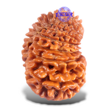 Load image into Gallery viewer, 16 Mukhi Rudraksha from Nepal - Bead No. 123