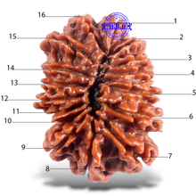 Load image into Gallery viewer, 16 Mukhi Rudraksha from Nepal - Bead No. 124