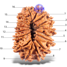 Load image into Gallery viewer, 16 Mukhi Rudraksha from Nepal - Bead No. 125
