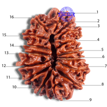 Load image into Gallery viewer, 16 Mukhi Rudraksha from Nepal - Bead No. 26