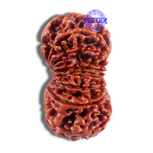 Load image into Gallery viewer, 16 Mukhi Rudraksha from Nepal - Bead No.36