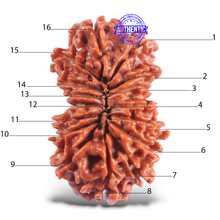 Load image into Gallery viewer, 16 Mukhi Rudraksha from Nepal - Bead No. 47