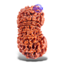 Load image into Gallery viewer, 16 Mukhi Rudraksha from Nepal - Bead No. 47