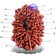 Load image into Gallery viewer, 16 Mukhi Rudraksha from Nepal - Bead No. 50
