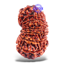 Load image into Gallery viewer, 16 Mukhi Rudraksha from Nepal - Bead No. 50
