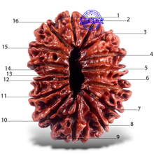 Load image into Gallery viewer, 16 Mukhi Rudraksha from Nepal - Bead No. 53
