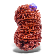 Load image into Gallery viewer, 16 Mukhi Rudraksha from Nepal - Bead No. 53