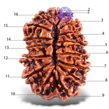 Load image into Gallery viewer, 16 Mukhi Rudraksha from Nepal - Bead No. 54