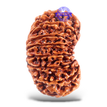 Load image into Gallery viewer, 16 Mukhi Rudraksha from Nepal - Bead No. 55