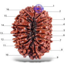 Load image into Gallery viewer, 16 Mukhi Rudraksha from Nepal - Bead No. 56