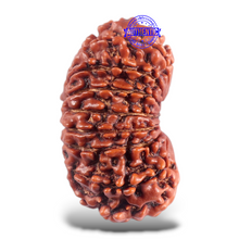 Load image into Gallery viewer, 16 Mukhi Rudraksha from Nepal - Bead No. 56