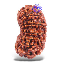 Load image into Gallery viewer, 16 Mukhi Rudraksha from Nepal - Bead No. 56