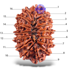 Load image into Gallery viewer, 16 Mukhi Rudraksha from Nepal - Bead No. 63