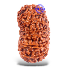 Load image into Gallery viewer, 16 Mukhi Rudraksha from Nepal - Bead No. 63