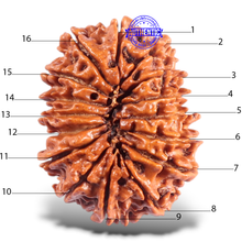 Load image into Gallery viewer, 16 Mukhi Rudraksha from Nepal - Bead No. 67