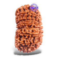 Load image into Gallery viewer, 16 Mukhi Rudraksha from Nepal - Bead No. 67