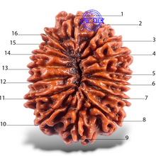 Load image into Gallery viewer, 16 Mukhi Rudraksha from Nepal - Bead No. 70