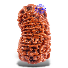 Load image into Gallery viewer, 16 Mukhi Rudraksha from Nepal - Bead No. 70