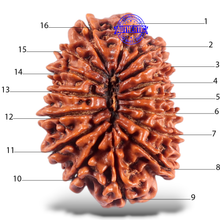 Load image into Gallery viewer, 16 Mukhi Rudraksha from Nepal - Bead No. 75