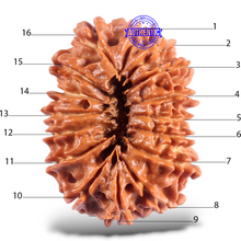 Load image into Gallery viewer, 16 Mukhi Rudraksha from Nepal - Bead No. 78