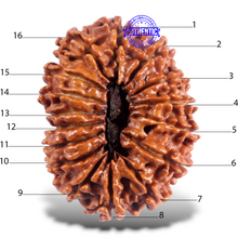 Load image into Gallery viewer, 16 Mukhi Rudraksha from Nepal - Bead No. 98