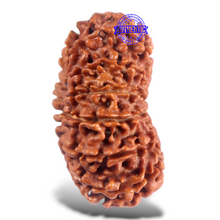 Load image into Gallery viewer, 16 Mukhi Rudraksha from Nepal - Bead No. 98